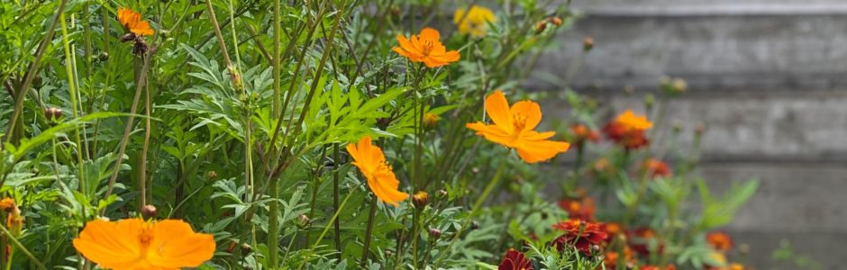 Le jardin tinctorial
